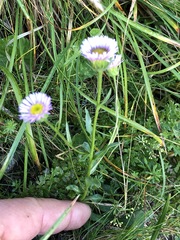Erigeron glabratus