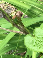 Orchelimum pulchellum