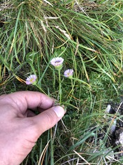 Erigeron glabratus