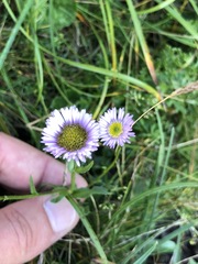 Erigeron glabratus