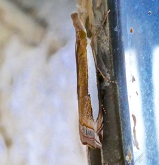 Crambus sperryellus