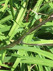 Orchelimum pulchellum