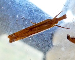 Crambus sperryellus