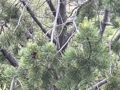 Pinus cembroides bicolor