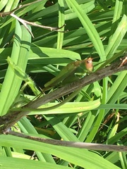 Orchelimum pulchellum