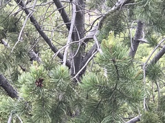 Pinus cembroides bicolor