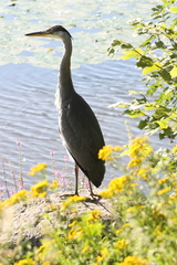 Ardea cinerea