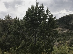 Pinus cembroides bicolor