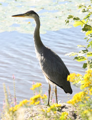 Ardea cinerea