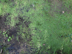 Callitriche cophocarpa
