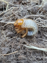 Phyllopertha horticola