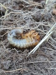 Phyllopertha horticola