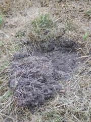 Phyllopertha horticola