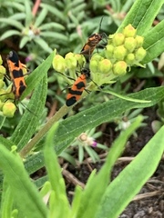 Oncopeltus cingulifer