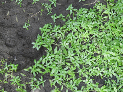 Callitriche cophocarpa