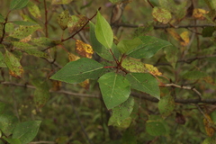 Populus laurifolia