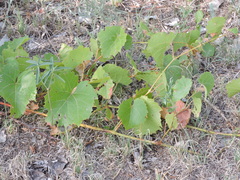 Vitis acerifolia