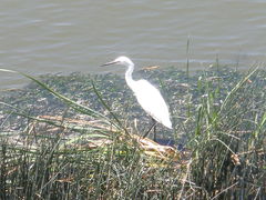 Egretta garzetta