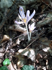 Colchicum umbrosum