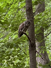 Strix