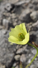 Papaver lapponicum
