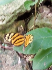 Melinaea lilis imitata