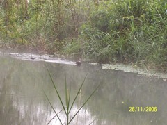 Lontra longicaudis annectens