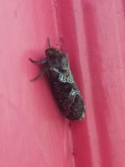 Korscheltellus gracilis