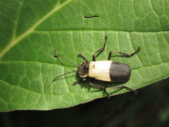 Chauliognathus tripartitus