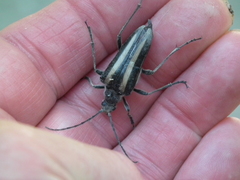 Stenocorus flavolineatus