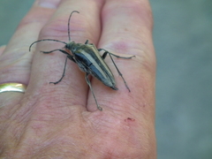 Stenocorus flavolineatus