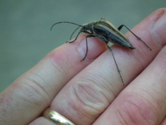 Stenocorus flavolineatus