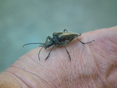 Stenocorus flavolineatus