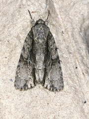 Acronicta connecta