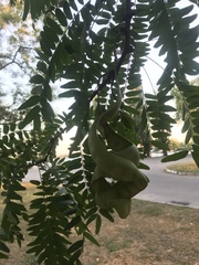 Gleditsia triacanthos