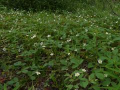Fragaria virginiana glauca