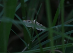 Sameodes cancellalis
