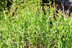 Heterotheca oregona