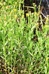 Heterotheca oregona