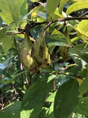 Calycanthus floridus
