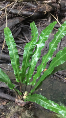 Asplenium scolopendrium