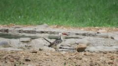 Tockus damarensis
