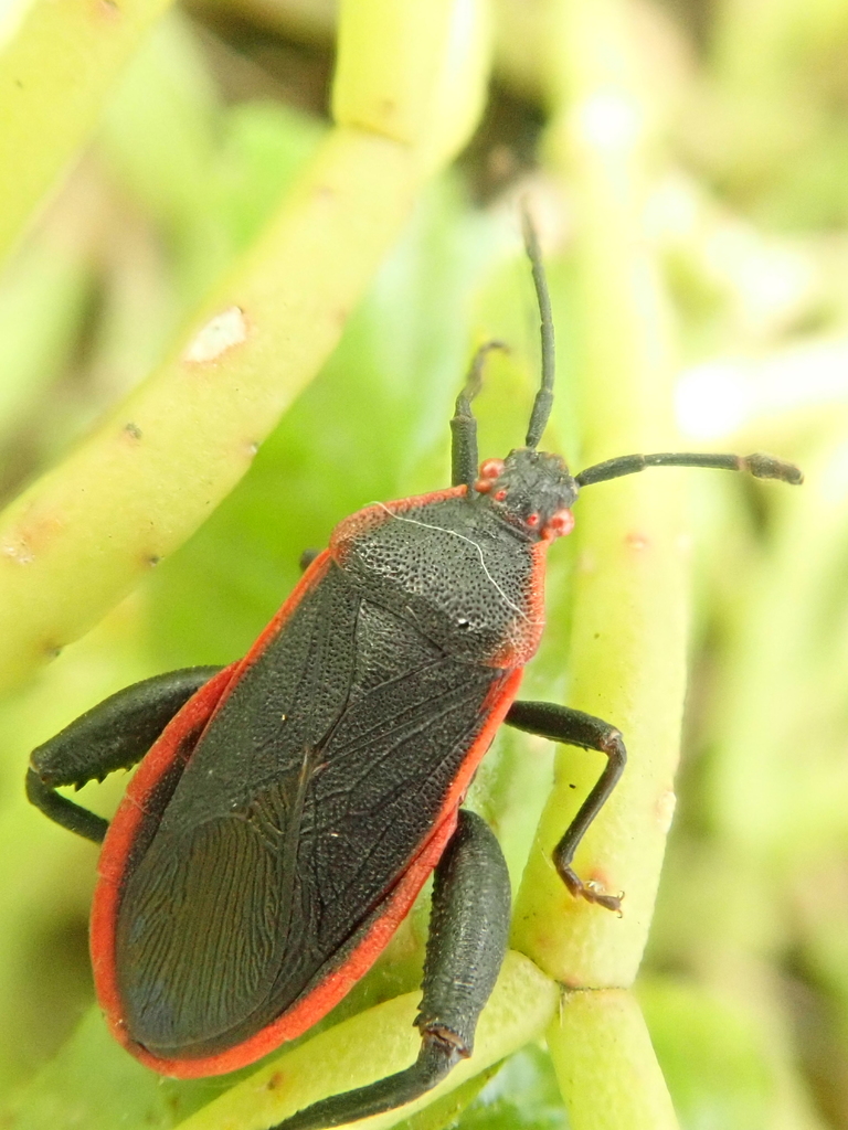 Lybindus
