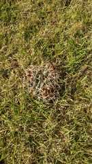 Coryphantha pycnacantha