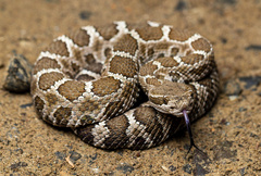 Crotalus oreganus oreganus