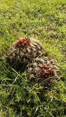 Coryphantha pycnacantha