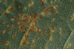 Coleosporium senecionis