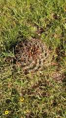 Coryphantha pycnacantha