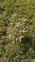 Eryngium heterophyllum