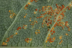 Coleosporium senecionis